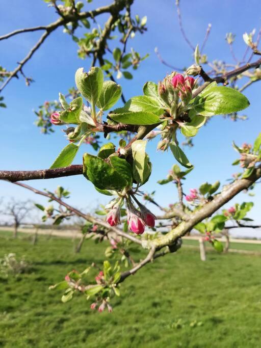 'T Pekelhuis - Vakantiehuisje Op Boerderij Huize Blokland Hem Eksteriør bilde